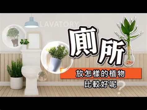 廁所適合放什麼植物|【廁所放什麼植物好】廁所放什麼植物好？6款黃金葛、蘆薈淨化。